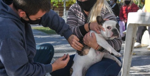 El Municipio celebró el Día del Animal con un operativo de castración y vacunación