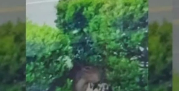 Rescataron un carpincho que deambulaba entre los autos en plena avenida del Libertador