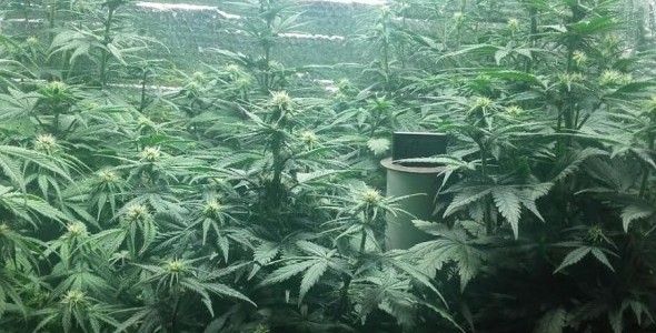 Desmantelaron un vivero repleto de plantas y semillas de marihuana en Campana