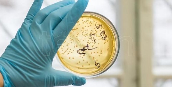 Microbios resistentes a medicamentos serán la primera causa de muerte en el mundo