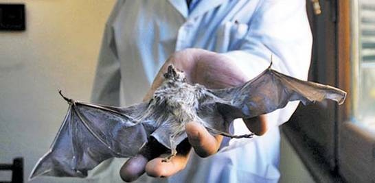 SAN ISIDRO: RECOMENDACIONES EN CASO DE ENCONTRAR UN MURCIÉLAGO