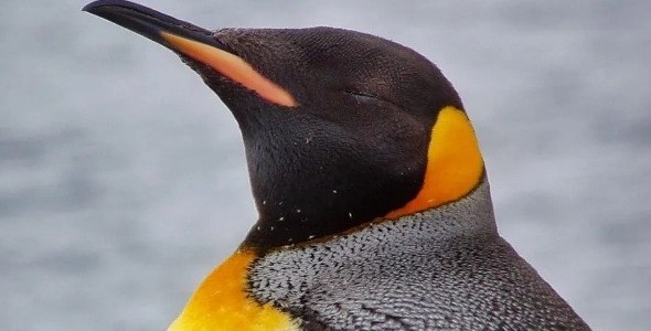 Rescatan a un pingüino rey extraviado en la costa de Vicente López