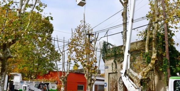 Avanza el Plan de Poda 2019 por el centro de San Fernando