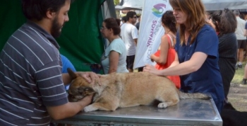 Nuevas jornadas de desparasitación y vacunación en Vicente López