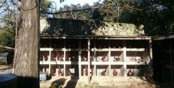 Secuestran 110 animales preparados para pelear en riña de gallos