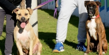 San Fernando encontró un hogar para la pitbull Agustina