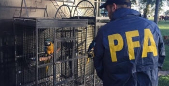 Rescataron más de 3.400 animales que eran comercializados ilegalmente