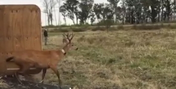 Se liberó un ciervo de los pantanos rescatado en el Delta