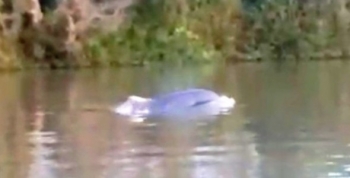 Apareció un delfín en el Delta de San Fernando, y el Municipio colabora en su búsqueda