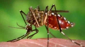 La Provincia pide reforzar medidas contra el dengue