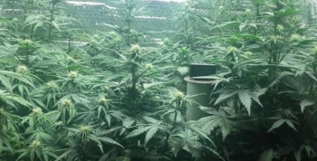 Desmantelaron un vivero repleto de plantas y semillas de marihuana en Campana