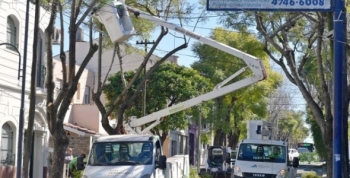 San Fernando realiza un cuidado especial de los jacarandás antiguos de la ciudad