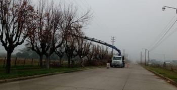 En una de las cárceles de General Alvear internos cortan leña para familias de bajos recursos