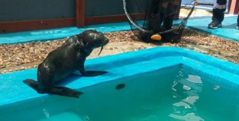 Exitoso rescate a un lobo marino en la costa de Vicente López