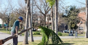 San Fernando colocó 50 nuevas palmeras en la Plaza de los Inmigrantes Italianos