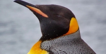 Rescatan a un pingüino rey extraviado en la costa de Vicente López