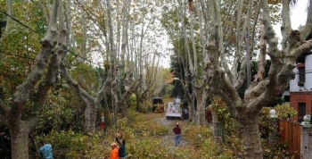 Tigre puso en marcha el plan de poda 2018: abarcará más de 18 mil árboles