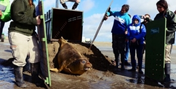San Fernando, Temaikén y Mundo Marino liberaron al elefante marino varado en el Delta