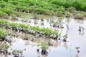 Más de tres millones de toneladas de soja se perderían por las lluvias