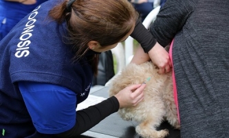 SAN ISIDRO: VACUNACIÓN GRATUITA DE MASCOTAS DURANTE MAYO
