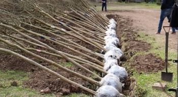 SAN ISIDRO SUMA 100 ÁRBOLES QUE SERÁN PLANTADOS EN LAS VEREDAS