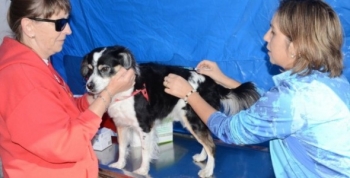 Jornadas de zoonosis gratuitas en Vicente López